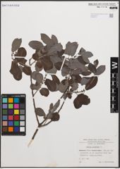 Foto von Salix cinerea L.
